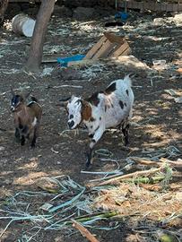 Capra tibetana