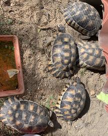 Tartarughe di terra