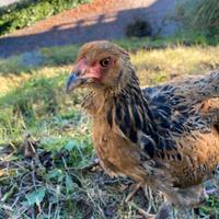 Moroseta, brahma e non solo