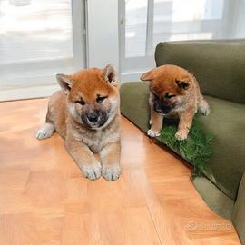 Shiba Inu pedigree enci