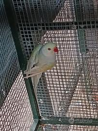 Parrocchetti coppia