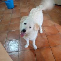 Cucciola