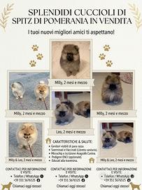 Spitz di Pomerania