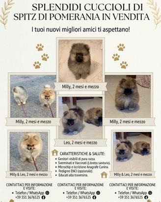 Spitz di Pomerania
