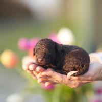 Cuccioli barboncino Toy