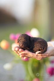 Cuccioli barboncino Toy