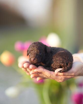 Cuccioli barboncino Toy