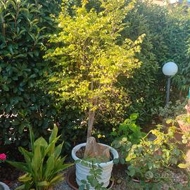 albero olmo campestre 