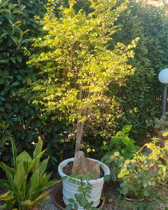 albero olmo campestre 