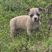 Cucciolo pit bull femmina