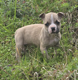 Cucciolo pit bull femmina