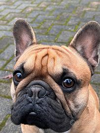 Accoppiamento - Monta Maschio Bouledogue Francese