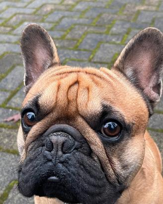 Accoppiamento - Monta Maschio Bouledogue Francese