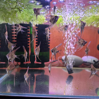 Piccoli scalare incrocio Santa Isabel X Koi