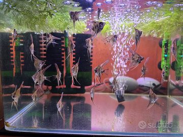 Piccoli scalare incrocio Santa Isabel X Koi