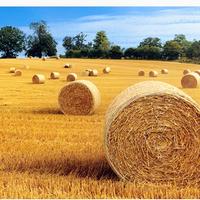 fieno rotoballe 