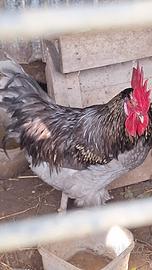 Gallo