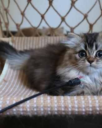 cucciola British Long Hair 