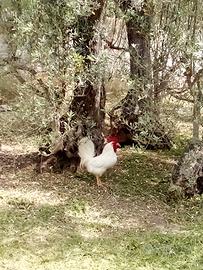 Gallo Livornese adulto