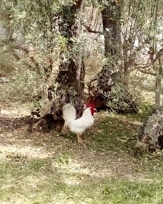 Gallo Livornese adulto
