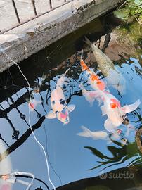 Carpe koi