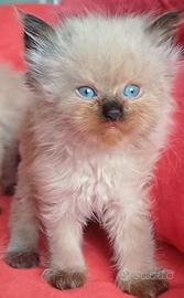 ragdoll