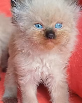 ragdoll