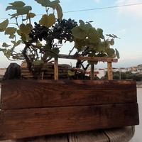 Bonsai di vite con olivo e fico