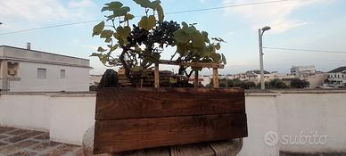 Bonsai di vite con olivo e fico