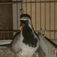 Tortore maschera di ferro