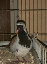 Tortore maschera di ferro