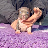 Cuccioli di Amstaff blu - Allevamento