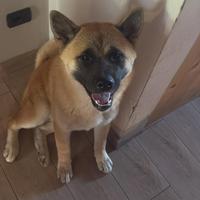 Cucciola di akitaino americano