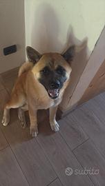 Cucciola di akitaino americano