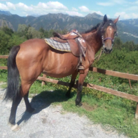 Cavalla haflinger / purosangue