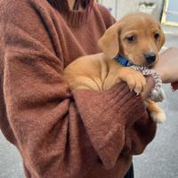 Cucciolo maschio due mesi e mezzo