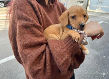 Cucciolo maschio due mesi e mezzo