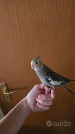 calopsitta