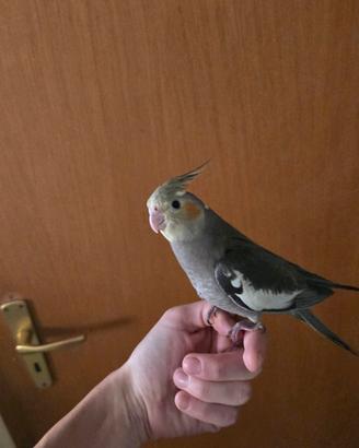 calopsitta