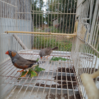 Diamantini petto nero