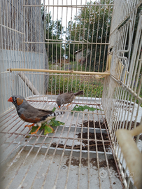 Diamantini petto nero