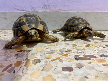 Tartaruga di terra