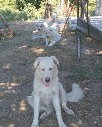 Cuccioli pastori da gurdania
