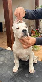 Cucciola di Dogo Argentino