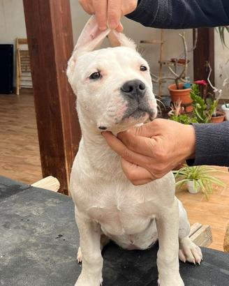 Cucciola di Dogo Argentino