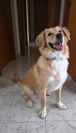 Cucciola simil golden retriever
