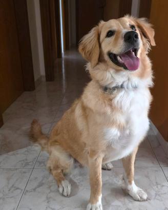 Cucciola simil golden retriever
