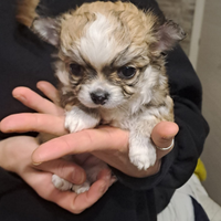 Cuccioli chihuahua