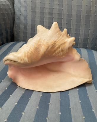 Conchiglia