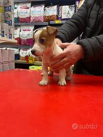 Jack Russel terrier zampa corta